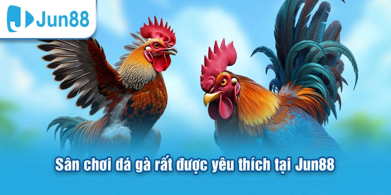 Sân chơi đá gà rất được yêu thích tại Jun88